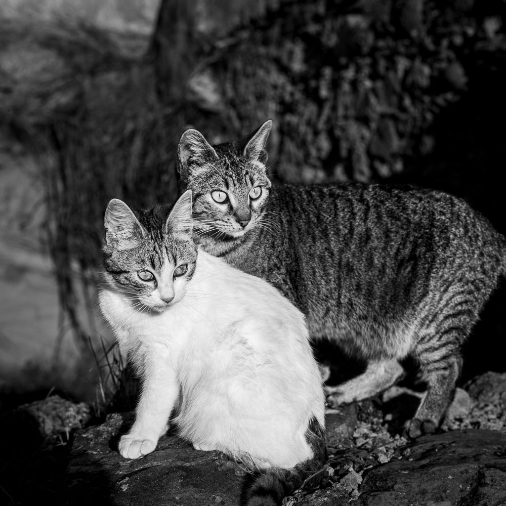 Cat, Cats, Antonio Violi